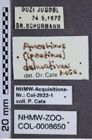 Etiketten zu Anostirus dalmatinus (NHMW-ZOO-COL-0008650)
